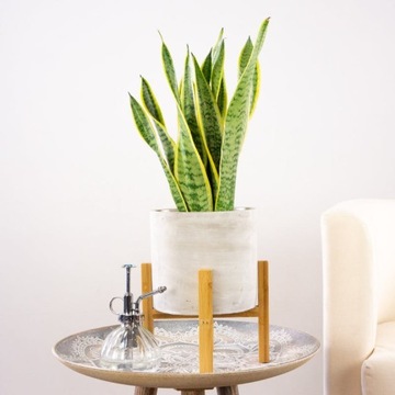 Sansewieria FUTURA SUPERBA Sansevieria WĘŻOWNICA