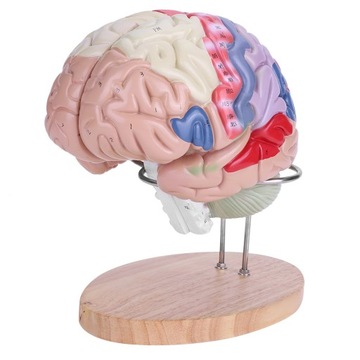 1:2 MÓZGU MODEL LUDZKIEGO ANATOMICZN