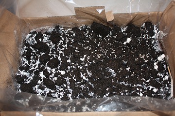 КОРИЧНЕВЫЙ ГРИБ МИКЛ+ТОРФ 24кг куб для выращивания грибов в домашних условиях