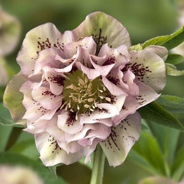Ciemiernik wschodni Double Ellen Pink Spotted podwójn Helleborus orientalis