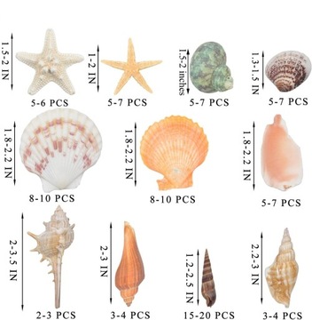 РАКОВИНЫ МОРСКИЕ РАКОВИНЫ 9 ВИДОВ ОРНАМЕНТЫ Сделай сам УКРАШЕНИЕ АКВАРИУМ ПОДЕЛКА