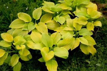 Funkia HOSTA AUGUST MOON do ogrodu i wokół oczka