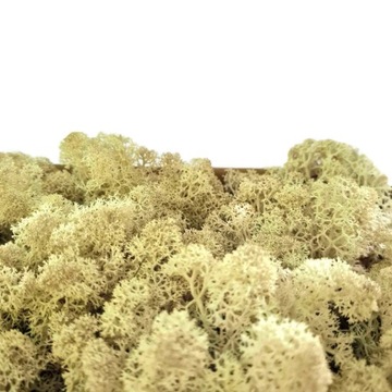 Mech Reniferowy Chrobotek Naturalny 80G NETTO!