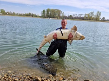 SZPROTKA/HALIBUT 0.5 kg Kulki Proteinowe RaFish 16 - 20 mm 500g zanętowe