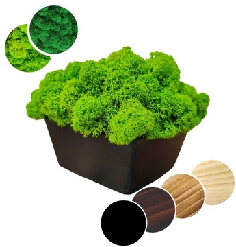 Drewniana doniczka z MCHEM CHROBOTKIEM mech chrobotek w doniczce dekoracja