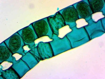 DLT-Cam Basic 2-мегапиксельная камера для микроскопа с USB 2.0