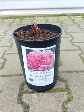 Paeonia lactiflora Dr.Alexander Fleming - Piwonia chińska C3HL