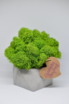 Деревенский лес в геометрическом бетонном горшке