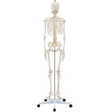 МОДЕЛЬ 501 SKELETON SKELETON 181,5 см FV В РАССРОЧКУ