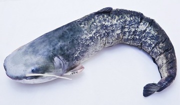Maskotka Ryba Sum - 115cm