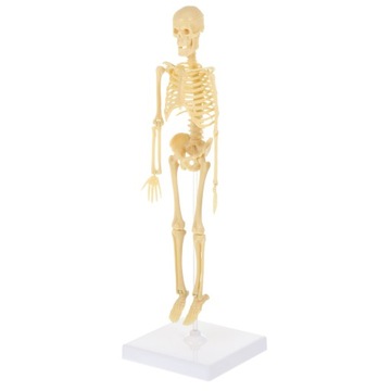 Puzzle model anatomii szkieletu człowieka