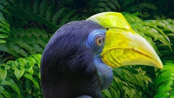 CHiQ U65G7LX 65-дюймовый 4K UHD LED-телевизор, черный