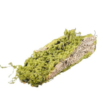 Kora z mchem pod kompozycje 35 cm osłonka świąteczna Wszystkich Świętych