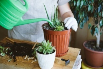 УНИВЕРСАЛЬНЫЙ ПОСАДОЧНЫЙ ГРУНТ С УДОБРЕНИЕМ ДЛЯ КАКТУСОВ И СУККУЛЕНТОВ 5Л
