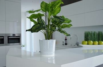 Пуансеттия БЕЛЫЙ БОЛЬШОЙ декоративный цветочный горшок 21