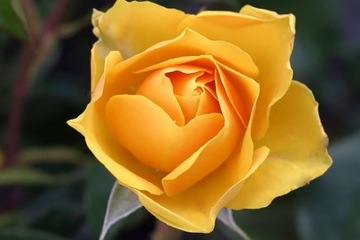 FERTICAPS Капсулы для удобрений для роз 14 шт.