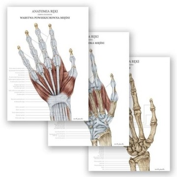 Zestaw 3 plansz anatomicznych plakat anatomia ręki
