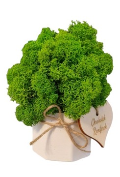 Подарочный набор «Рубильный лес»