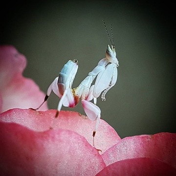 Hymenopus coronatus L1-2 Орхидейный богомол