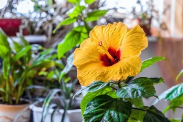 КОМПОУДОБРЕНИЕ ДЛЯ ЦИТРУСОВЫХ, ОЛИВОК, ОЛЕАНДОВ, ИНЖЕРВА, ЛИЧИ, ЛАГЕРСТРЕМИ, ГИБИСКУСА