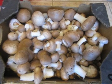 Мицелий грибов XXL 3 фазы