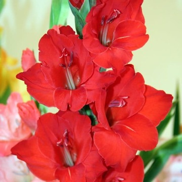 Gladiolus Mieczyk czerwony 5 szt. 10/12