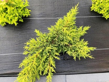 AGROTWOVEN 135G 3,2x50м ПРЕМИУМ УФ 3% AGROTWOVEN ЧЕРНЫЙ МАТ + ШПИЛЬКИ