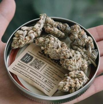 Регулятор влажности Boveda 62% 8–28 г КБД ТГК