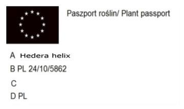 M Плющ HEDERA HELIX ВЕЧНОЗЕЛЕНЫЕ КУСТАРЫ24