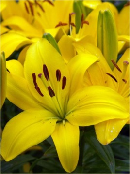 Cebulka Lilia Azjatycka Niska Niska Bright Pixie 1szt
