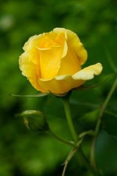 Крупноцветковая роза | Желтый