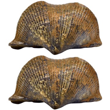 Dekoracja blatu Brachiopod