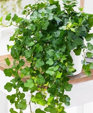 Hedera Wonder Ivy Beautiful GREEN CREEPER