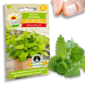 Nasiona Ziół Aromatyczna Melisa Lekarska