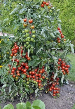 Pomidor Gartenperle koktajlowy nasiona
