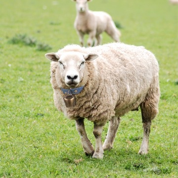Ошейники для лошадей, овец, коз, маленькие верблюжьи колокольчики, 2 шт.