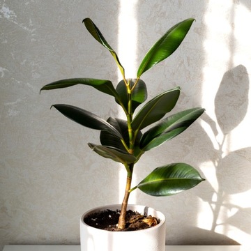 Ficus Elastica 'Robusta' - DOSTOJNY FIKUS Figowiec Sprężysty Ciemne Liście
