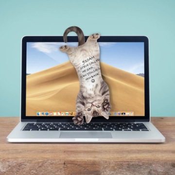 Блокнот с котами