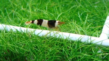 Кристально-черная креветка