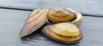 Małż Małże Małża SZCZEŻUJA OCZYSZCZA FILTRUJE WODĘ