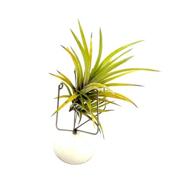 Tillandsia neglecta Oplątwa - Żywa Roślina do Terrarium