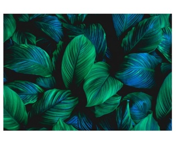 Fototapeta 416x290cm liście Spathiphyllum