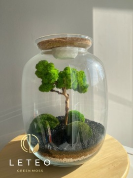 лес в банке мох бонсай хроботек растения из мха уникальный подарок премиум класса