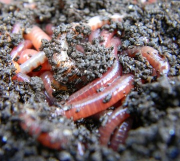 Субстрат Корм ​​для дождевых червей