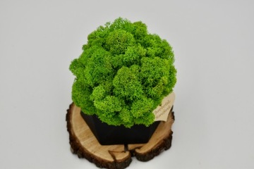 Деревенский лес в геометрическом бетонном горшке