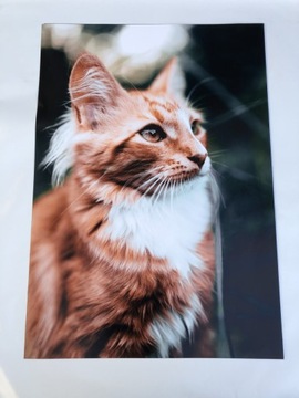 PLAKAT PLAKATY m2 ROLKA PAPIER 150G Z LAMINATEM