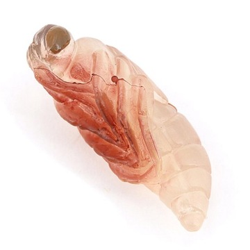 2Pcs Kids Dragonfly Bee Growth Process