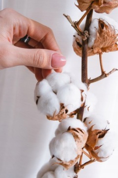 НАТУРАЛЬНАЯ ВЕТКА ХЛОПКА, сушеные 8-9 цветков бохо.