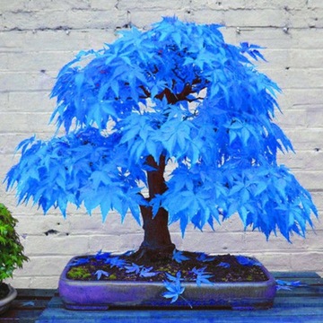20Pcs Beautiful Rare Blue Maple Seeds Bonsai Plants Garden