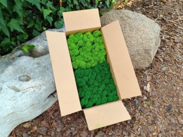 Moss Chrobotek Green Suinder Decorative Finnish Premium Mix 2 цвета